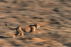 Agility: CHEETAH - running