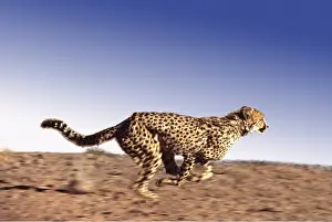 Agility: Cheetah - running