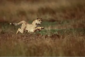 Cheetahs: CHEETAH - running