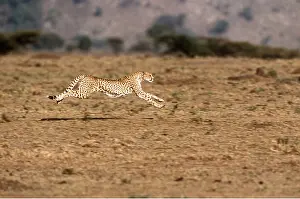 Chris Knights: CHEETAH - running
