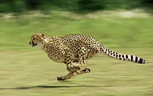 Agility: Cheetah - Running