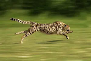 Agility: Cheetah - Running