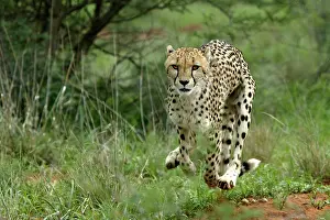 Agility: Cheetah - running