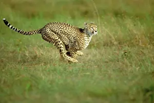 Power: Cheetah - running