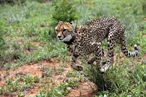 Radio: Cheetah - running, wearing collar