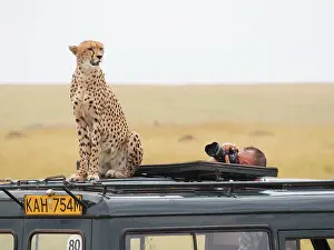 Photographed: Cheetah - on a top of a Safari car being photographed
