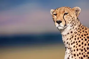 Cheetah: Cheetah scanning the environment in Masai Mara