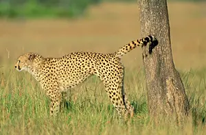 Urinating: Cheetah - scent marking
