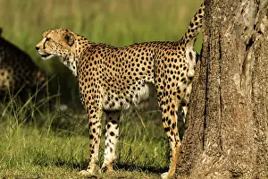 Scenting: Cheetah scent marking territory