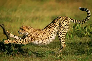 Clawing: Cheetah - scratching tree