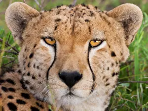 Wolfe: Cheetah, Serengeti National Park, Tanzania