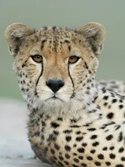 Cheetah: Cheetah, Serengeti National Park, Tanzania, Africa