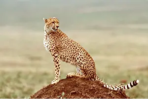 Termite: CHEETAH - sitting on termite mound