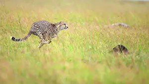 Hunt: Cheetah sprinting to hunt a gazelle in Masai Mara
