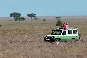 Jeep: Cheetah - stalking Common Wildebeest (Connochaetes