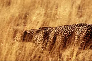 Cheetahs: CHEETAH - stalking in long grass