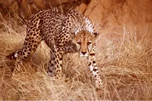 Stalking: CHEETAH - stalks through long grass