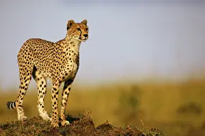 Vantage: Cheetah - standing on old termite mound as vantage point