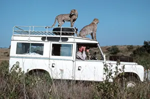 Landrover: Two cheetah standing on roof of Landrover