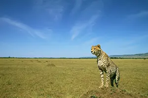 Vantage: Cheetah - standing on vantage point