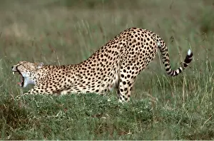 Cheetahs: CHEETAH - stretching and yawning