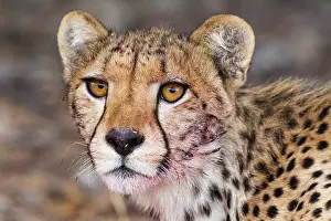 Cheetah: Cheetah. Subadult female. Has been feeding on a