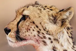 Cheetah: Cheetah. Subadult female. Has been feeding on a