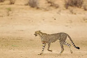 Cheetah: Cheetah. Subadult male. Roaming in the dry and barren