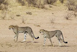 Cheetah: Cheetah. Two subadult males. Roaming in the dry