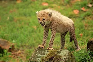Hiss: Cheetah, Sudan Cheetah, (Acinonyx jubatus soemmeringii)