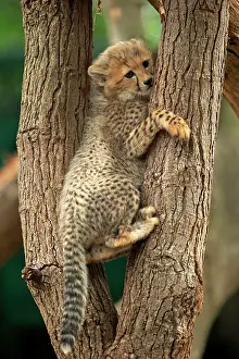 Afraid: Cheetah, Sudan Cheetah, (Acinonyx jubatus soemmeringii)