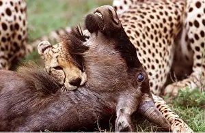 Alyssa Giustozzi: Cheetah suffocating Wildebeest / Gnu