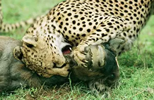 Suffocating: CHEETAH - suffocating Wildebeest / Gnu prey