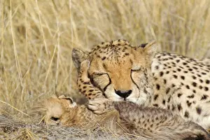 Moment: Cheetah - tender moment between a tired female