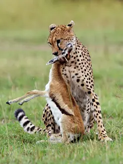 Thompson: Cheetah - with thompson gazelle kill