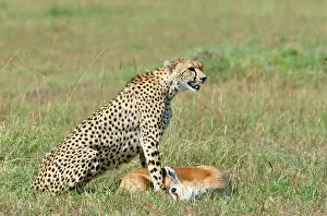 Thomson: Cheetah - With Thomson's Gazelle