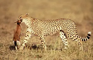 Thomson: Cheetah - with Thomson's Gazelle