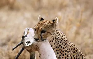Alyssa Giustozzi: Cheetah & Thomson's Gazelle Kill - throat holding kill