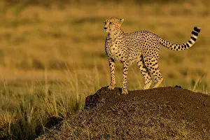 Scan: Cheetah using Ant hill as vantage point to scan