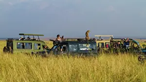 Tours: Cheetah using tourist vehicle as vantage point to