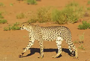 Cheetah: Cheetah. Walking male. Kalahari Desert, Kgalagadi