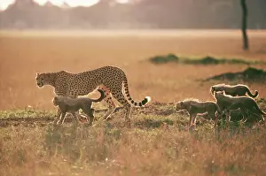 Yann Arthus-bertrand: CHEETAH - walking with four young cubs
