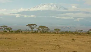Amboseli: A Cheetah wanders the plains of Amboseli