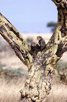 Alyssa Giustozzi: CHEETAH - x two cubs in Fever Tree