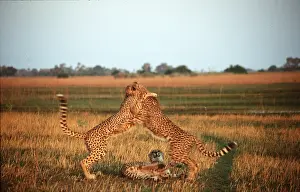 Cheetahs: CHEETAH - x two fighting