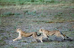 Chasing: CHEETAH - x two, chasing each other