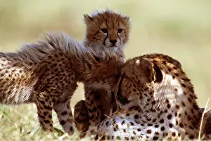 Cheetahs: CHEETAH - and young