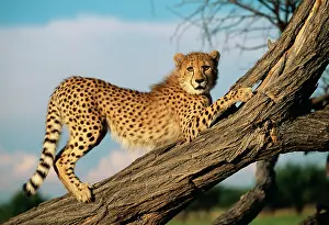 Savannahs: CHEETAH - young stretches on tree trunk