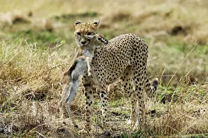 Thomsons: Cheetah - With young ThomsonIs Gazelle in mouth