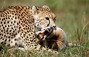 Biting: CHEETAH - with young Thomson's gazelle as prey in mouth